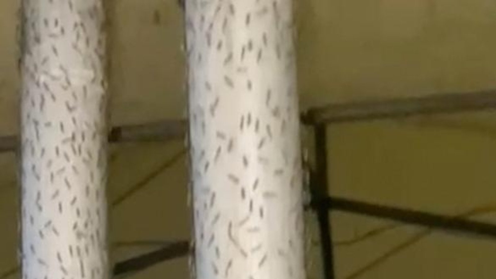 Midges के झुंड एक टस्कन बीच टाउन को खराब कर रहे हैं, जो एक आपातकालीन स्थिति में मदद करने के लिए घोषित किया गया है