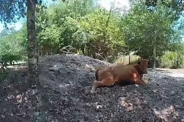 फ्लोरिडा आदमी ने अपनी संपत्ति पर भटकने के बाद पड़ोसी की गाय को 5 बार गोली मार दी